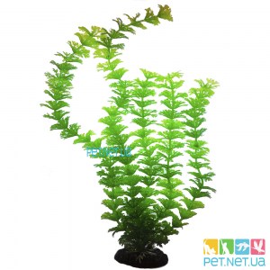 Aquarium plants - 06